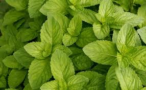 Three Great Aromatherapy Remedies